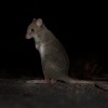Klokanek Gaimarduv - Bettongia gaimardi - Eastern Bettong 6186